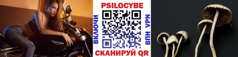как найти закладки  Зарайск  Псилоцибиновые грибы Magic Shrooms 